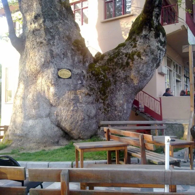 Tarihi Dokuzdeğirmen Çınar Ağacı